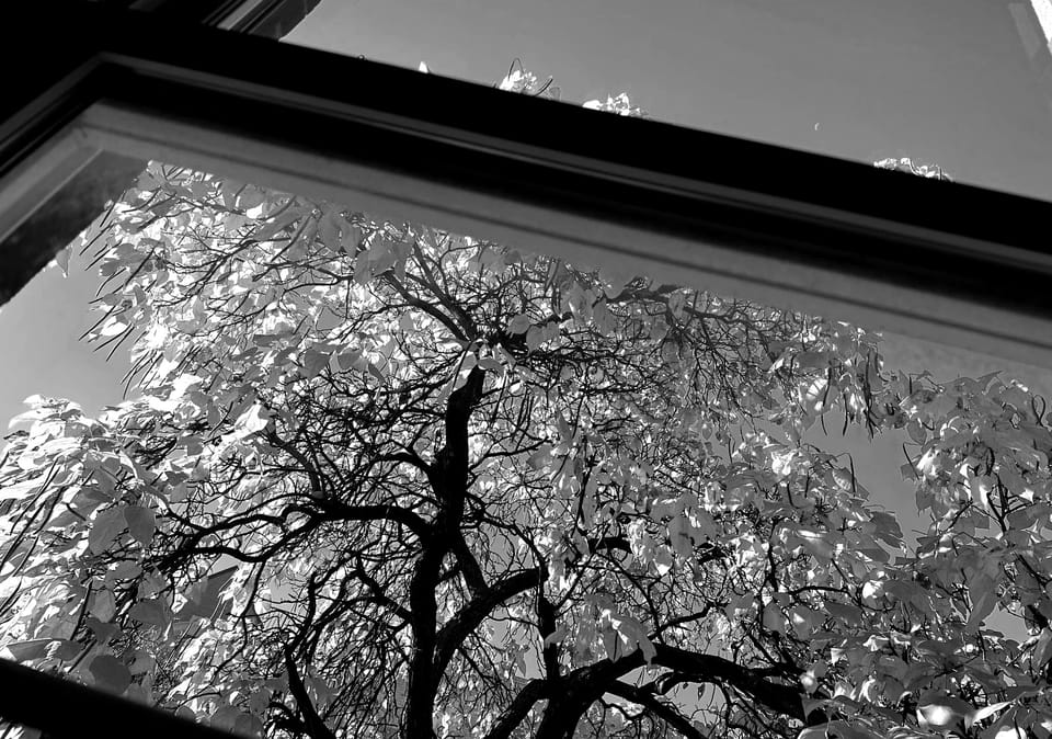 photograph of a spindly tree full with autumn leaves, as seen through a window, a waning crescent moon seen in the sky above 